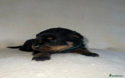 Rottweiler dogs for sale: Stunning Rottweiler puppies  - Image 5