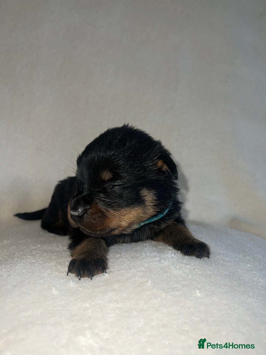 Rottweiler dogs for sale: Stunning Rottweiler puppies  - Image 5