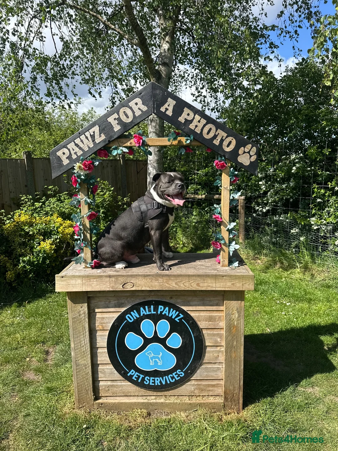 Mixed Breed dogs for sale: Gorgeous boy needing a new home  - Advert 1