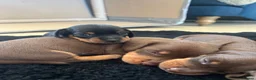 Miniature Dachshund dogs for sale: KC Reg miniature Dachshund puppies  - Advert 17