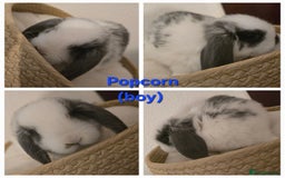 Mini Lop rabbits for sale: Beautiful mini lops x 9 - Image 7
