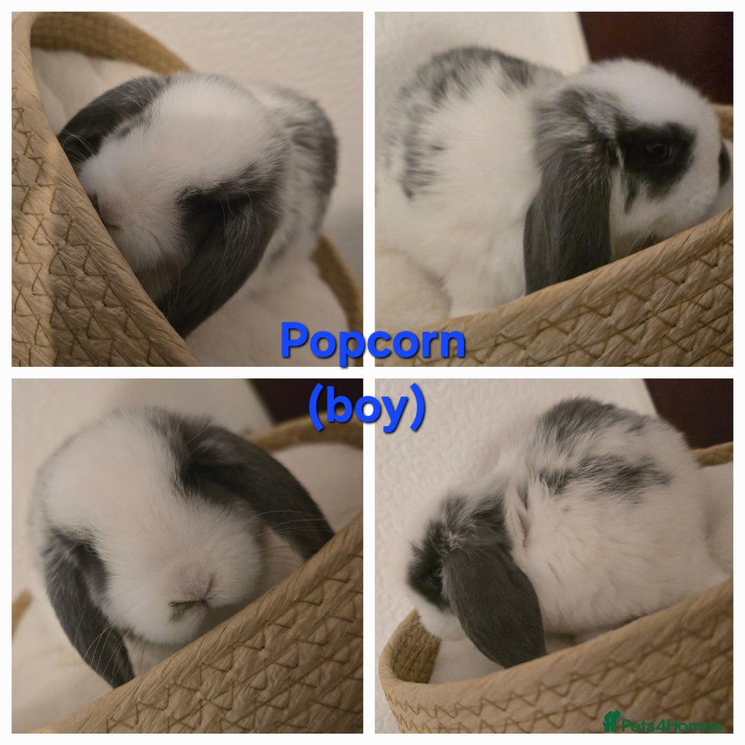 Mini Lop rabbits for sale: Beautiful mini lops x 9 - Image 7
