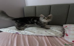 Maine Coon cats for sale: Active Maine Coon breeding queen - Image 4