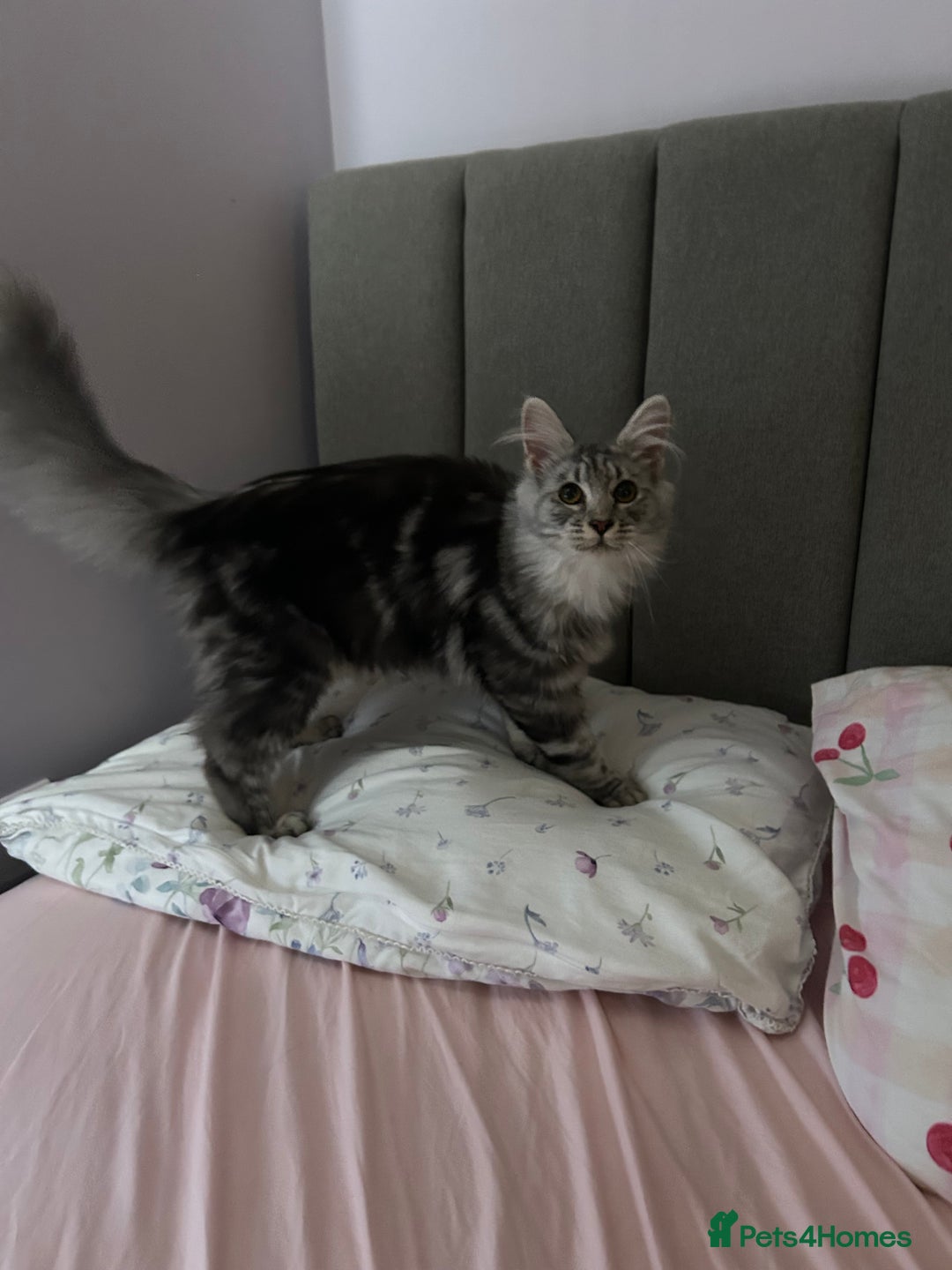 Maine Coon cats for sale: Active Maine Coon breeding queen - Image 4
