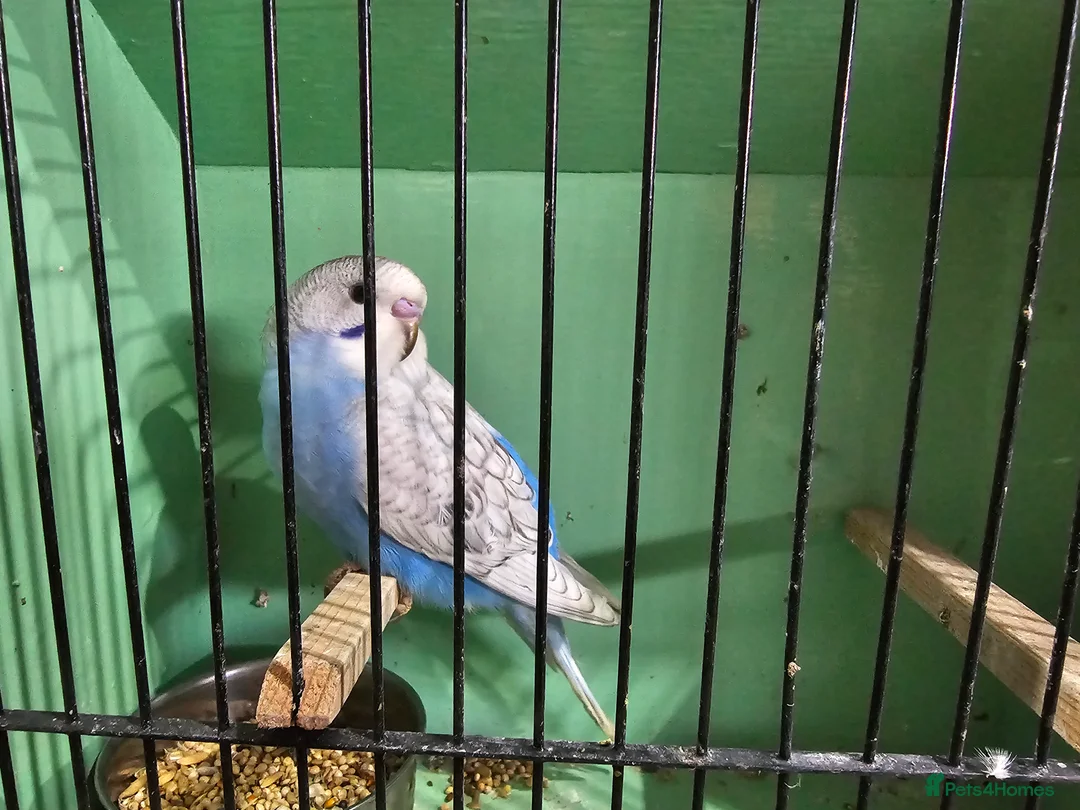 Budgerigars birds for sale: Budgie baby - Advert 5