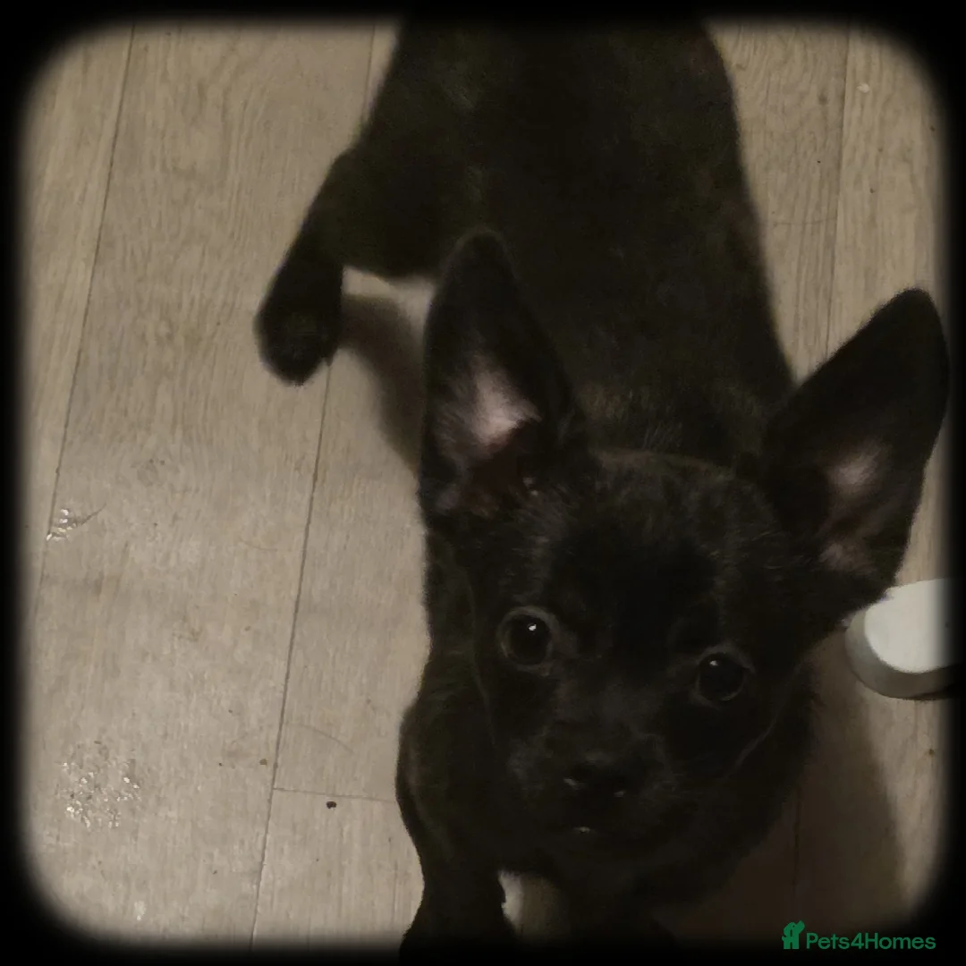 French Bulldog dogs for sale: ❤️⭐️ ONE Frenchie Pom GIRL LEFT ❤️⭐️ - Advert 19