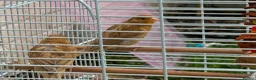 Canaries birds for sale: 2 beautiful canaries  in Dartford - Advert 2
