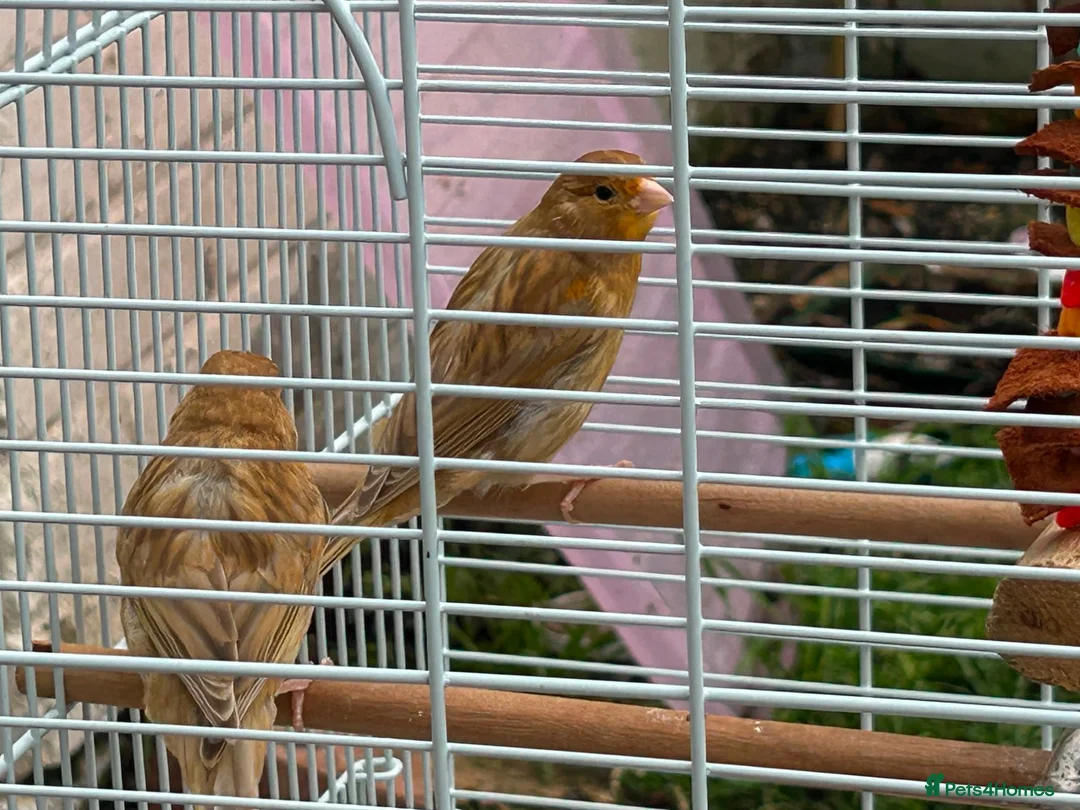 Canaries birds for sale: 2 beautiful canaries  in Dartford - Advert 2