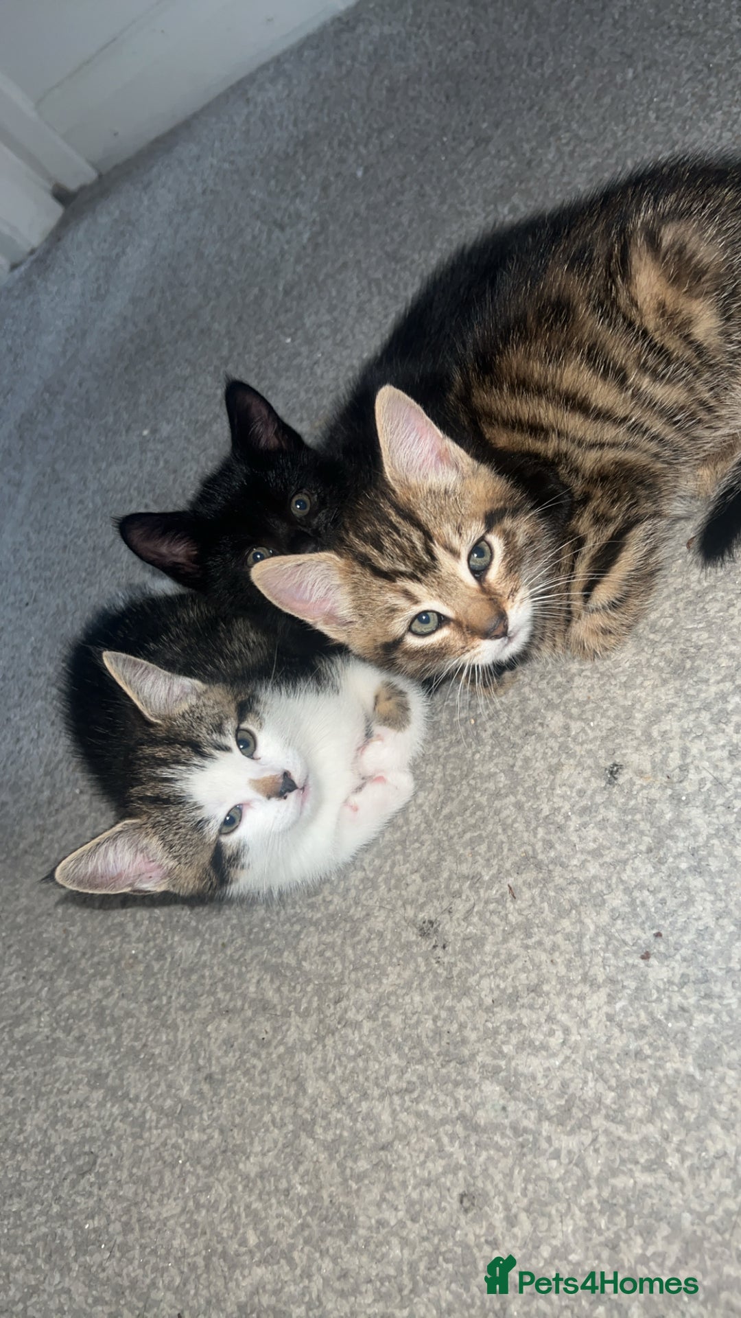 Mixed Breed cats for sale: Kittens  - Advert 16