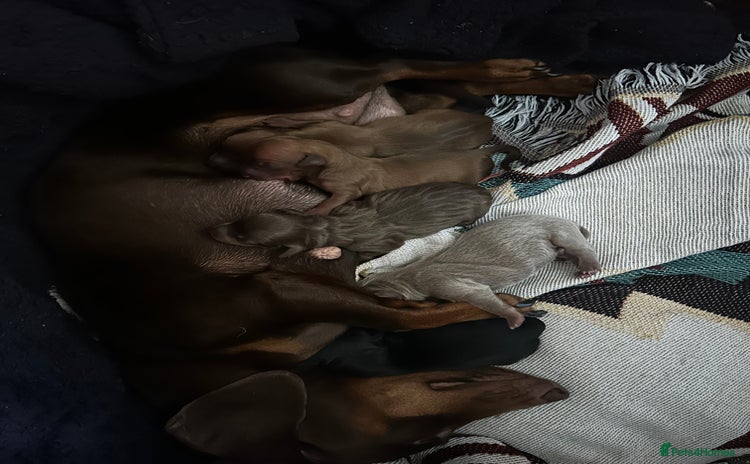 Chiweenie dogs - Advert 9