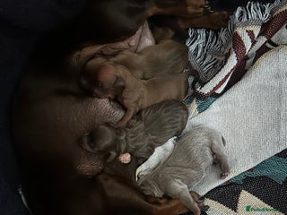 Chiweenie dogs - Advert 2