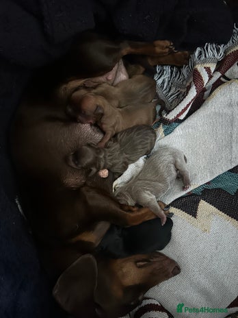 Chiweenie dogs - Advert 4