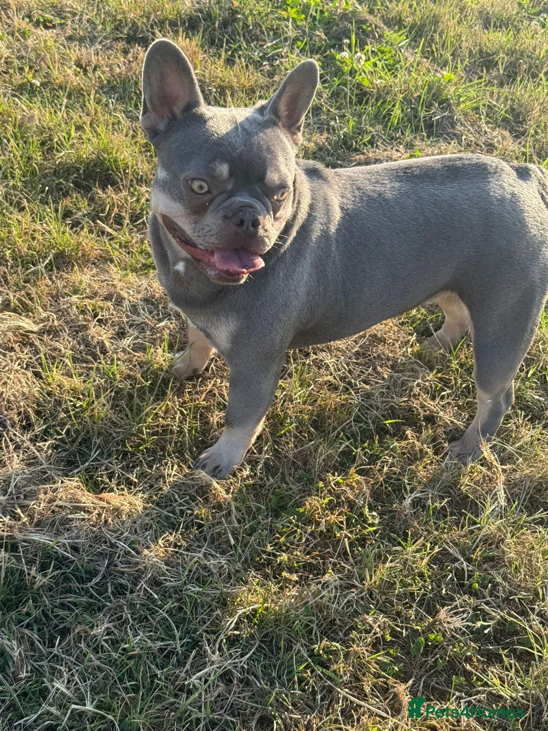 French Bulldog dogs for sale: Two amazing French bulldogs  - Advert 4
