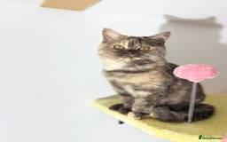 British Shorthair cats for sale: Beautiful choc and caramel (REDUCED) - Image 7