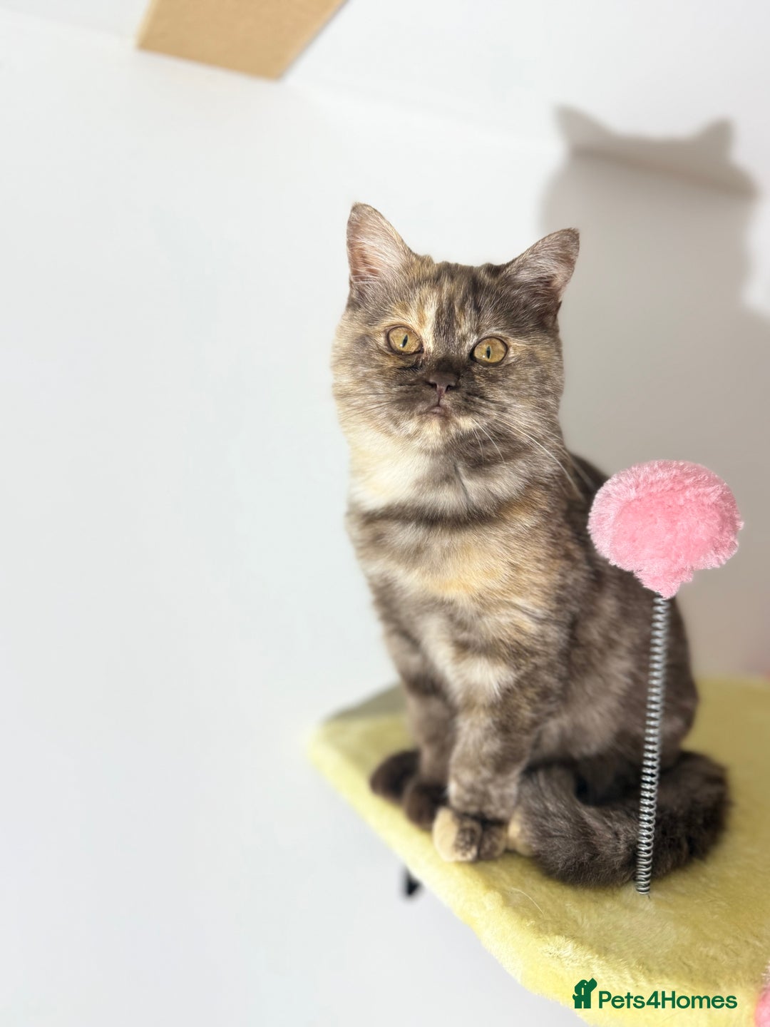 British Shorthair cats for sale: Beautiful choc and caramel (REDUCED) - Image 7