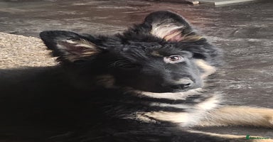 German Shepherd dogs - Advert 3