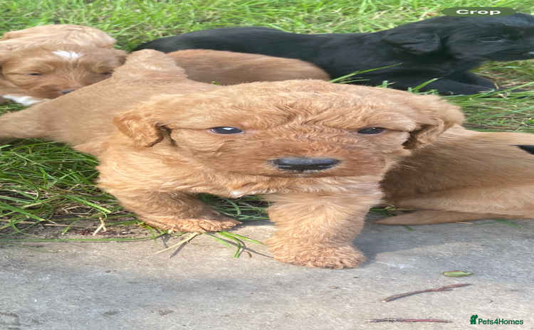 Aussiedoodle dogs - Advert 1