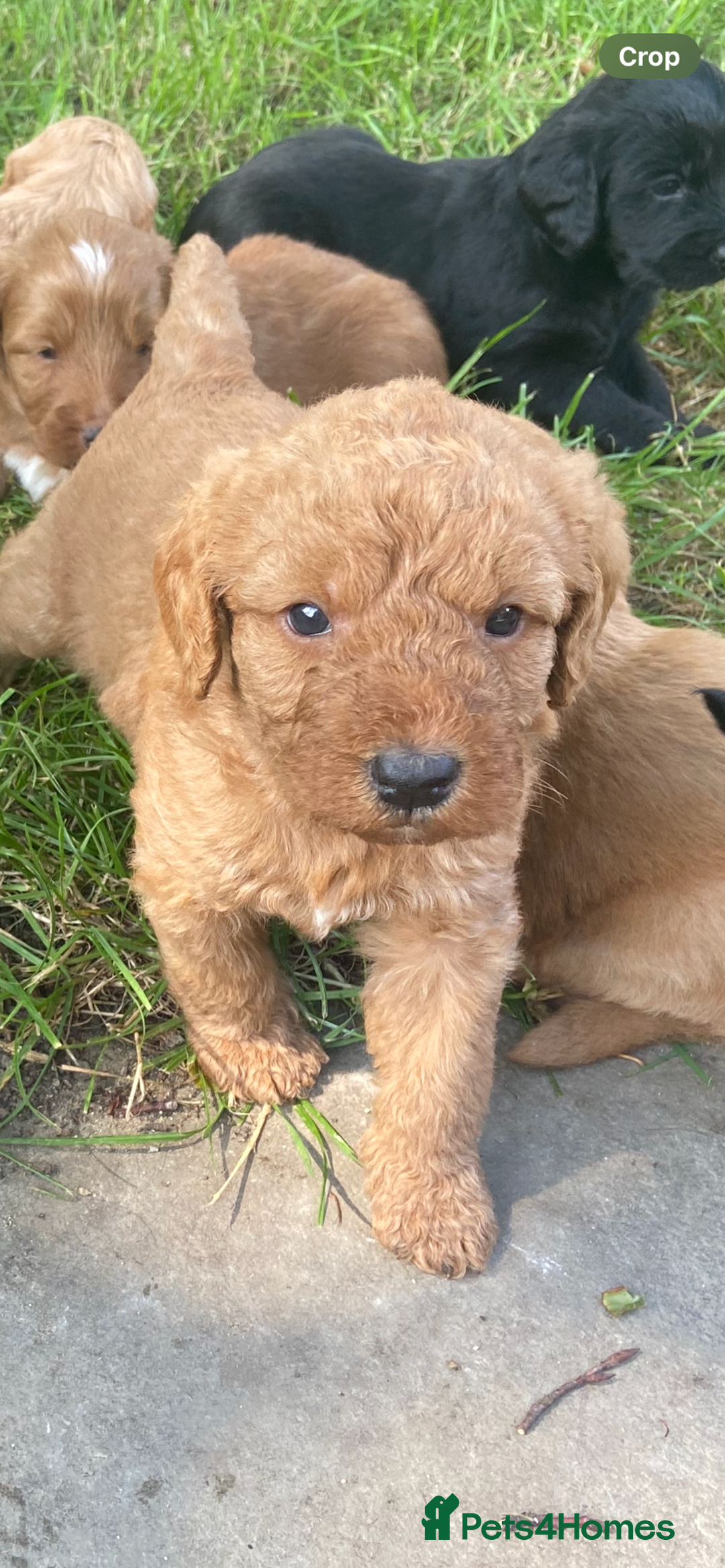 Aussiedoodle dogs for sale: Gorgeous Aussie Doodle Pups - Image 3