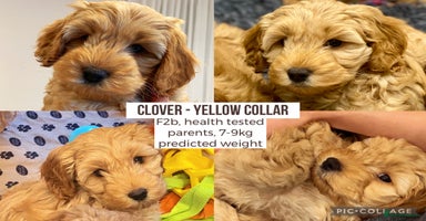 Cockapoo dogs - Advert 7