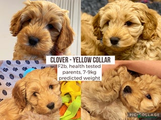 Cockapoo dogs - Advert 4