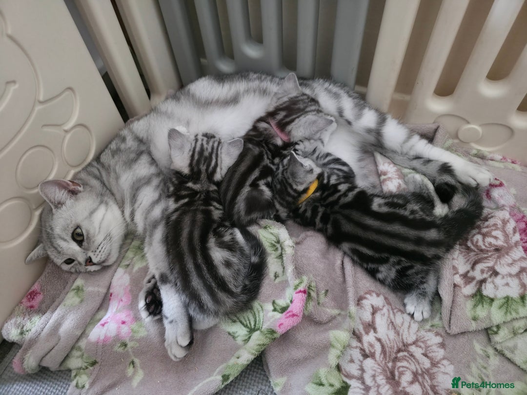 British Shorthair cats for sale: BSH Silver Tabby  - Image 25