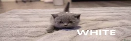 British Shorthair cats for sale: Beautiful British Shorthair Kittens - Advert 12