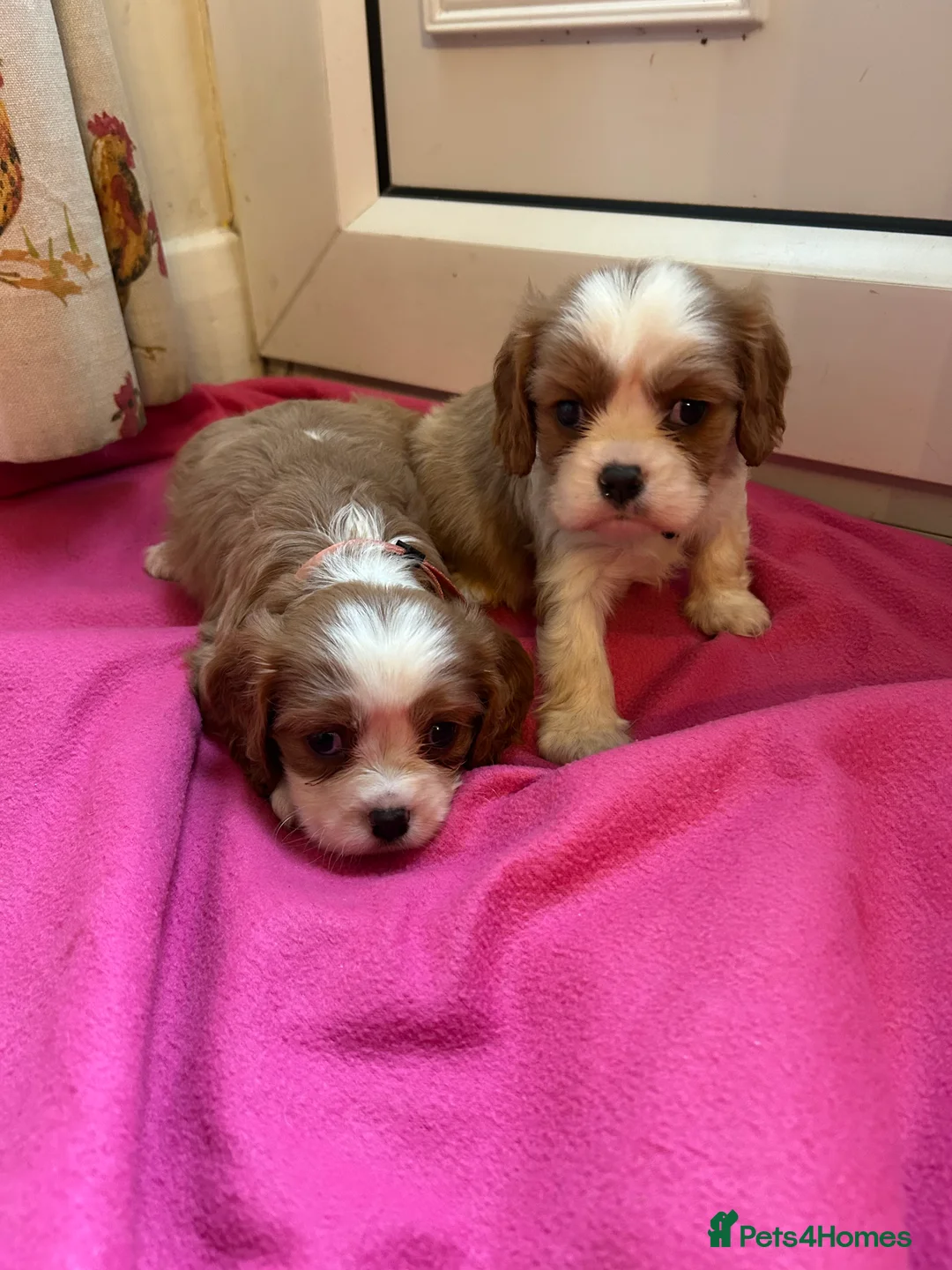 Cavalier King Charles Spaniel dogs for sale: Gorgeous Cavalier King Charles Spaniel Puppies - Advert 2