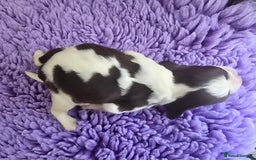 English Springer Spaniel dogs for sale: KC Vet DNA Home Socialised Springer Pups 5 ⭐️ - Image 8
