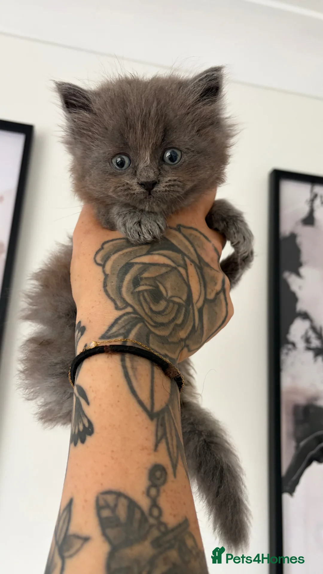 Ragdoll cats for sale: 1 female Ragdoll x Russian blue kitten - Advert 9