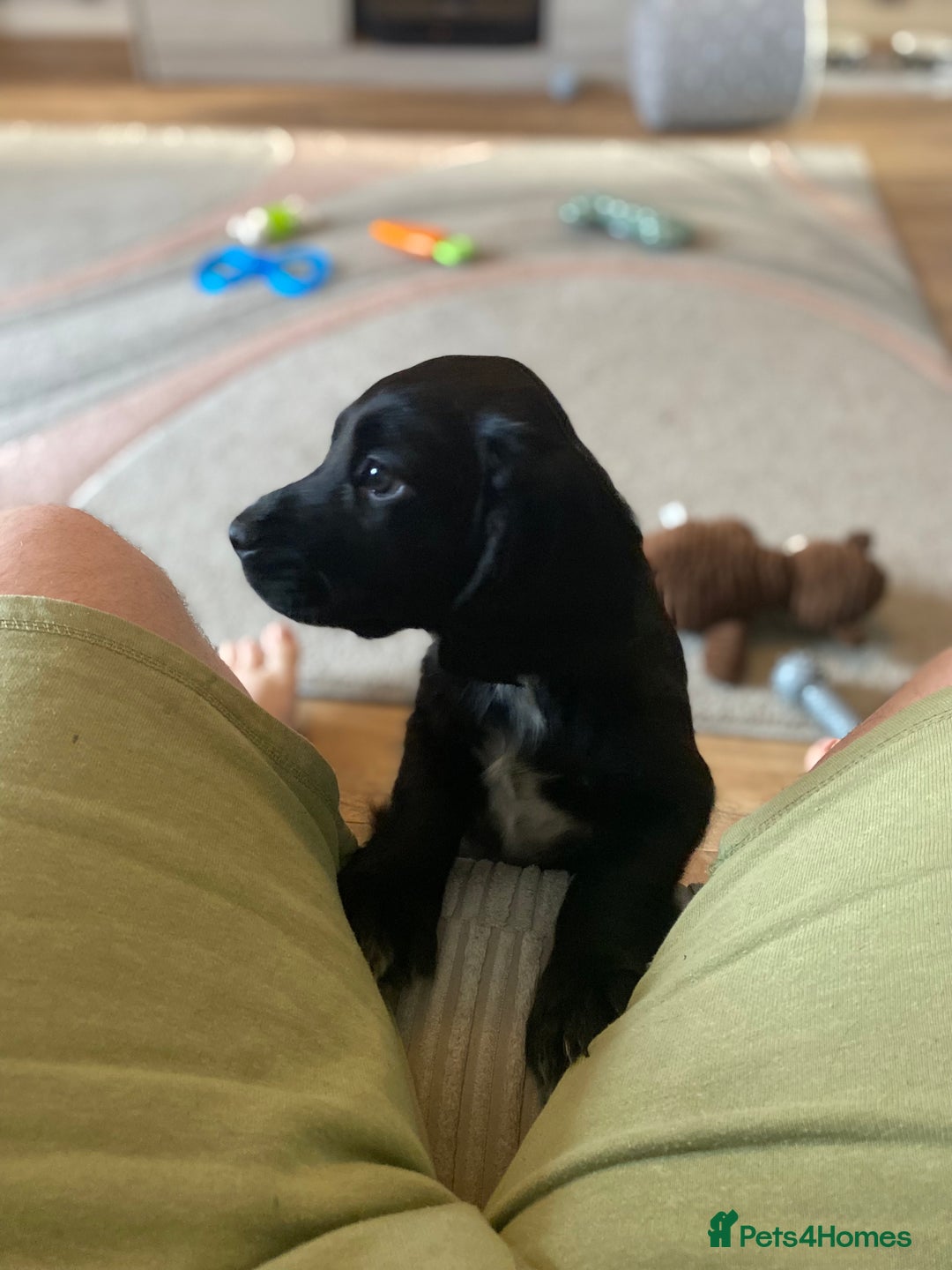 Cocker Spaniel dogs for sale: Cocker spaniel pup for sale  - Image 3