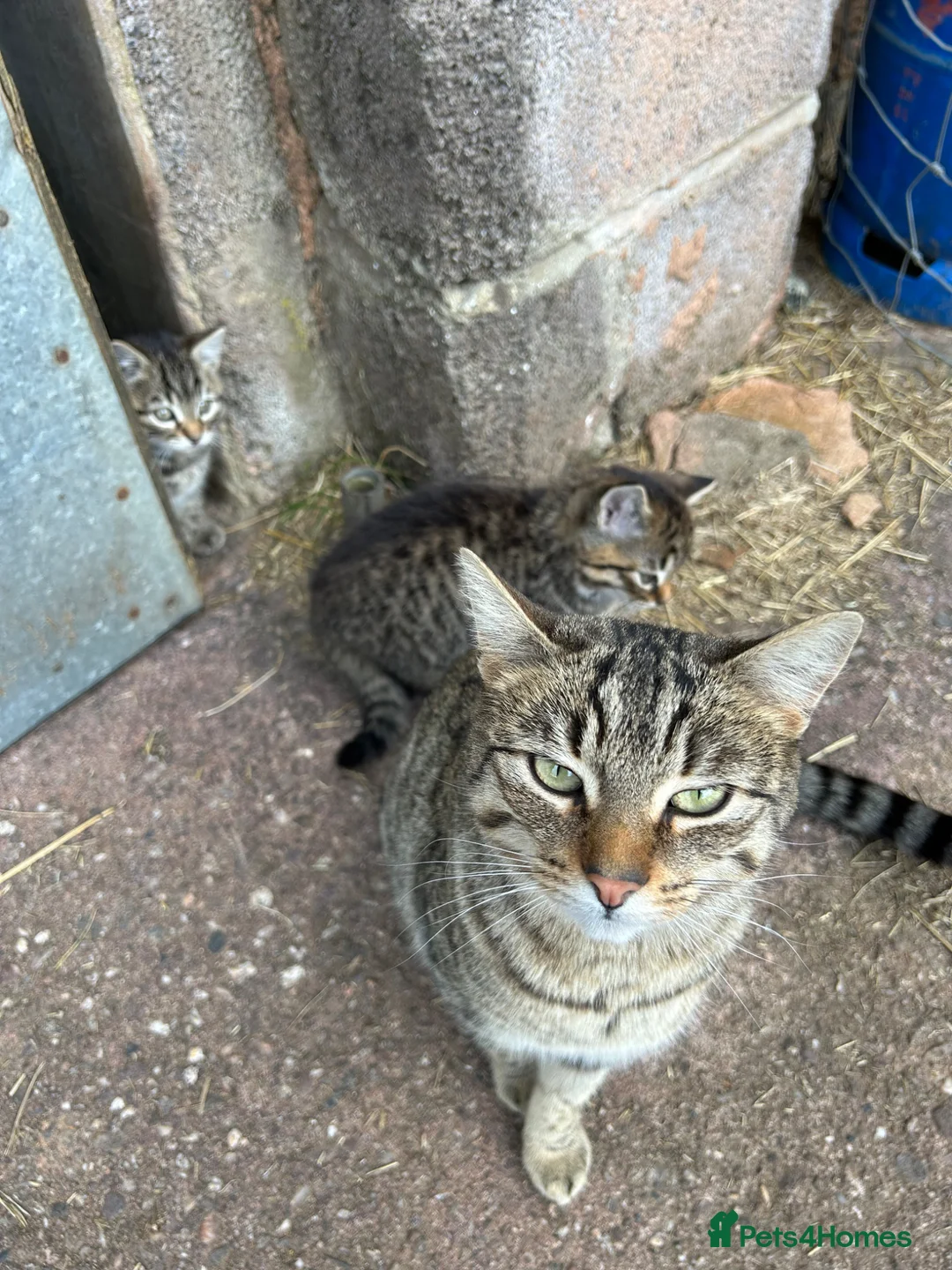Mixed Breed cats for sale: 2 Tabby Kittens for Sale. Ready now. - Advert 2