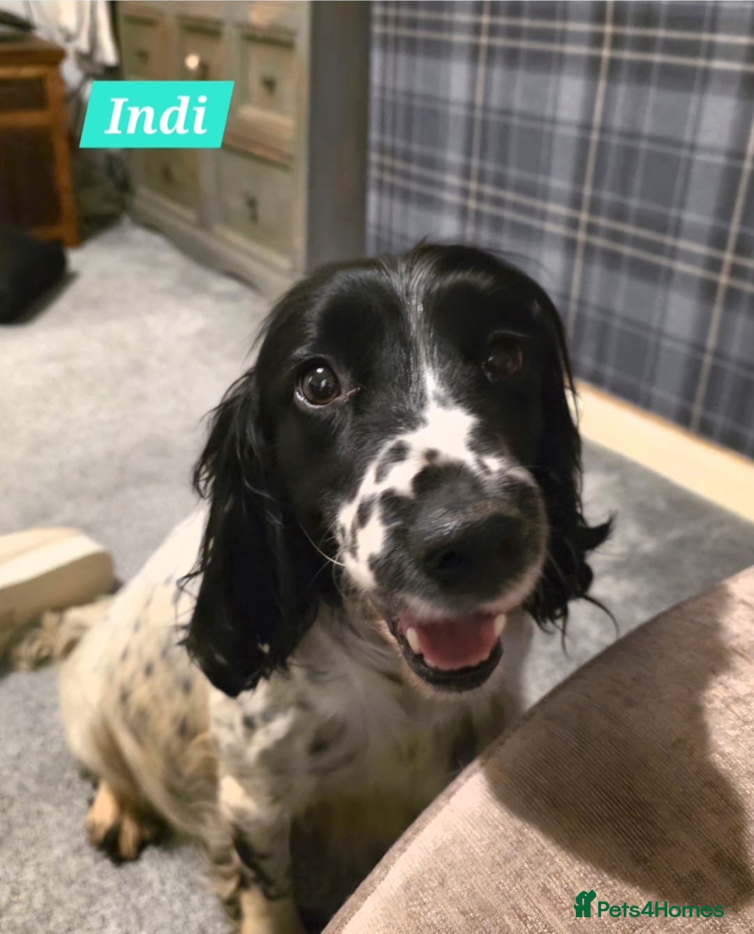 Sprocker dogs for sale: 3 beautiful dog in urgent need of a home - Advert 3