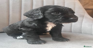 Cocker Spaniel dogs - Advert 9