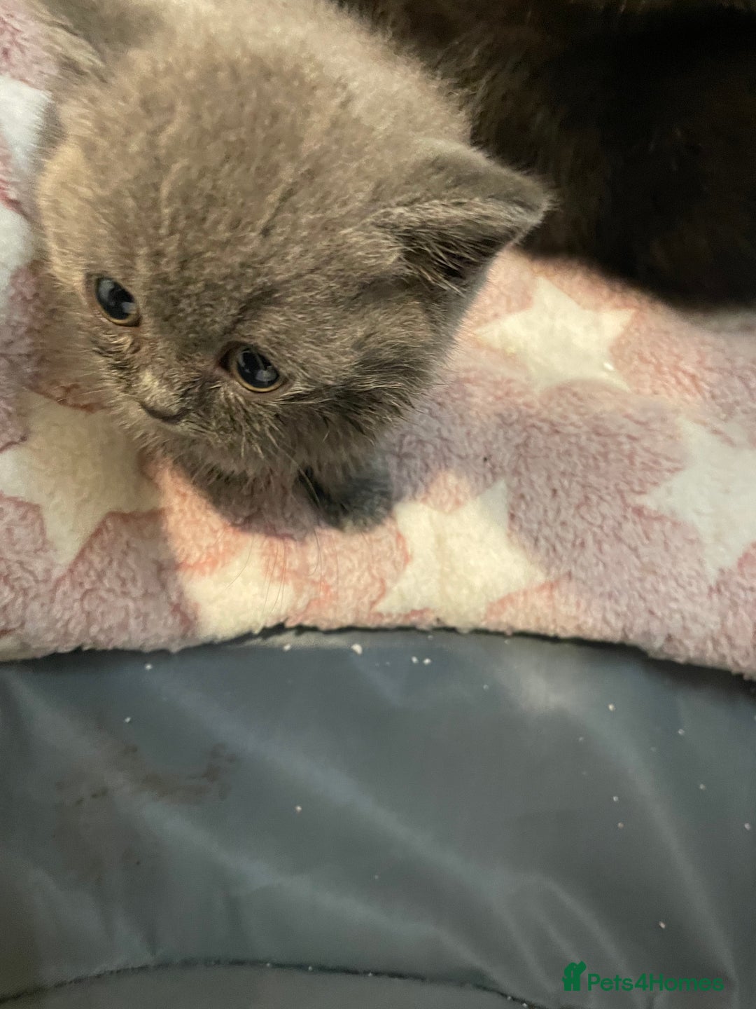 British Shorthair cats for sale: Gorgeous gcff kittens males blue  - Image 3
