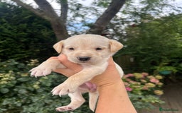 Mixed Breed dogs for sale: 3/4 Labrador 1/4 German wired hair pointer  - Image 3