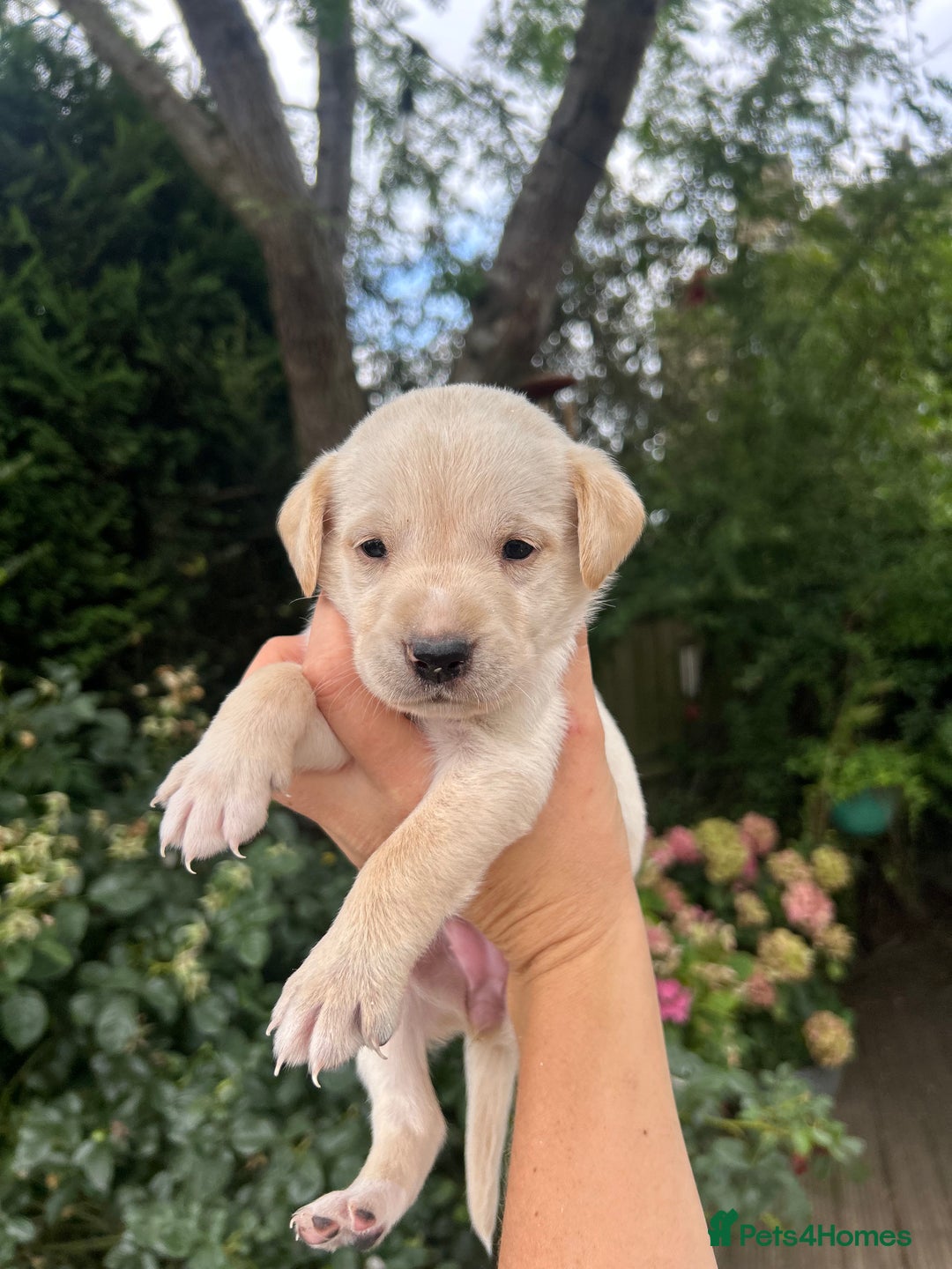 Mixed Breed dogs for sale: 3/4 Labrador 1/4 German wired hair pointer  - Image 3