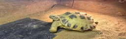 Tortoise reptiles for sale: 3-Year-Old Horsfield Tortoise + Complete Setup - Advert 4