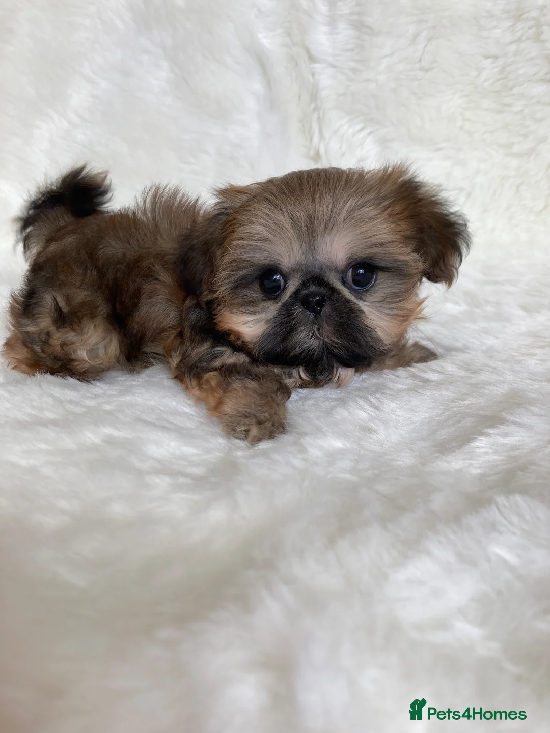 Shih Tzu dogs for sale: AMERICAN IMPERIAL SHIH TZU PUPPIES - Advert 1