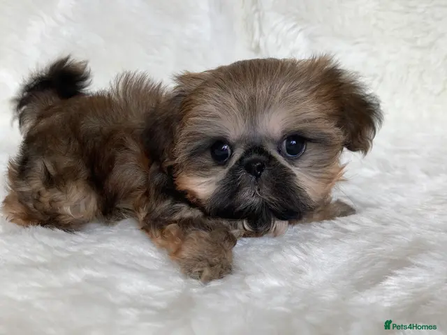 Shih Tzu dogs for sale: AMERICAN IMPERIAL SHIH TZU PUPPIES - Advert 1