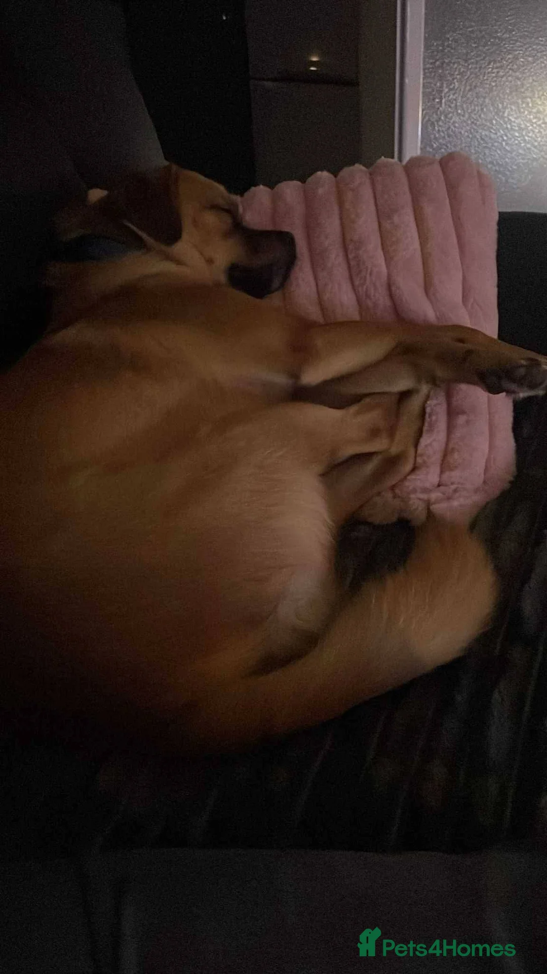 Mixed Breed dogs for adoption: Meet Jaspher, currently residing in Wakefield  - Advert 5