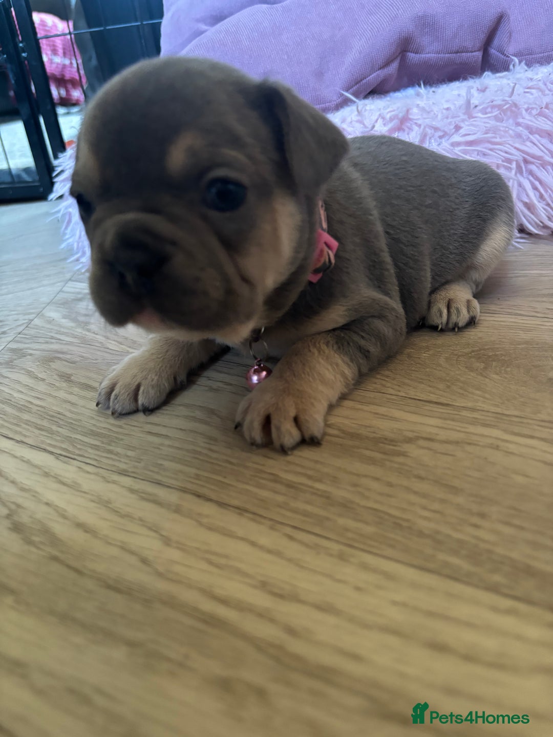 French Bulldog dogs for sale: Chunky French bulldog 3x girl puppies 23/10/25 - Image 7