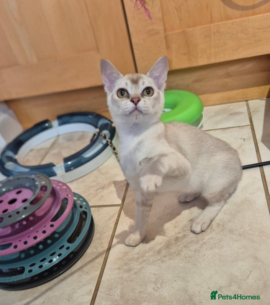 Burmilla cats for sale: Pedigree Burmilla Kittens - Advert 14