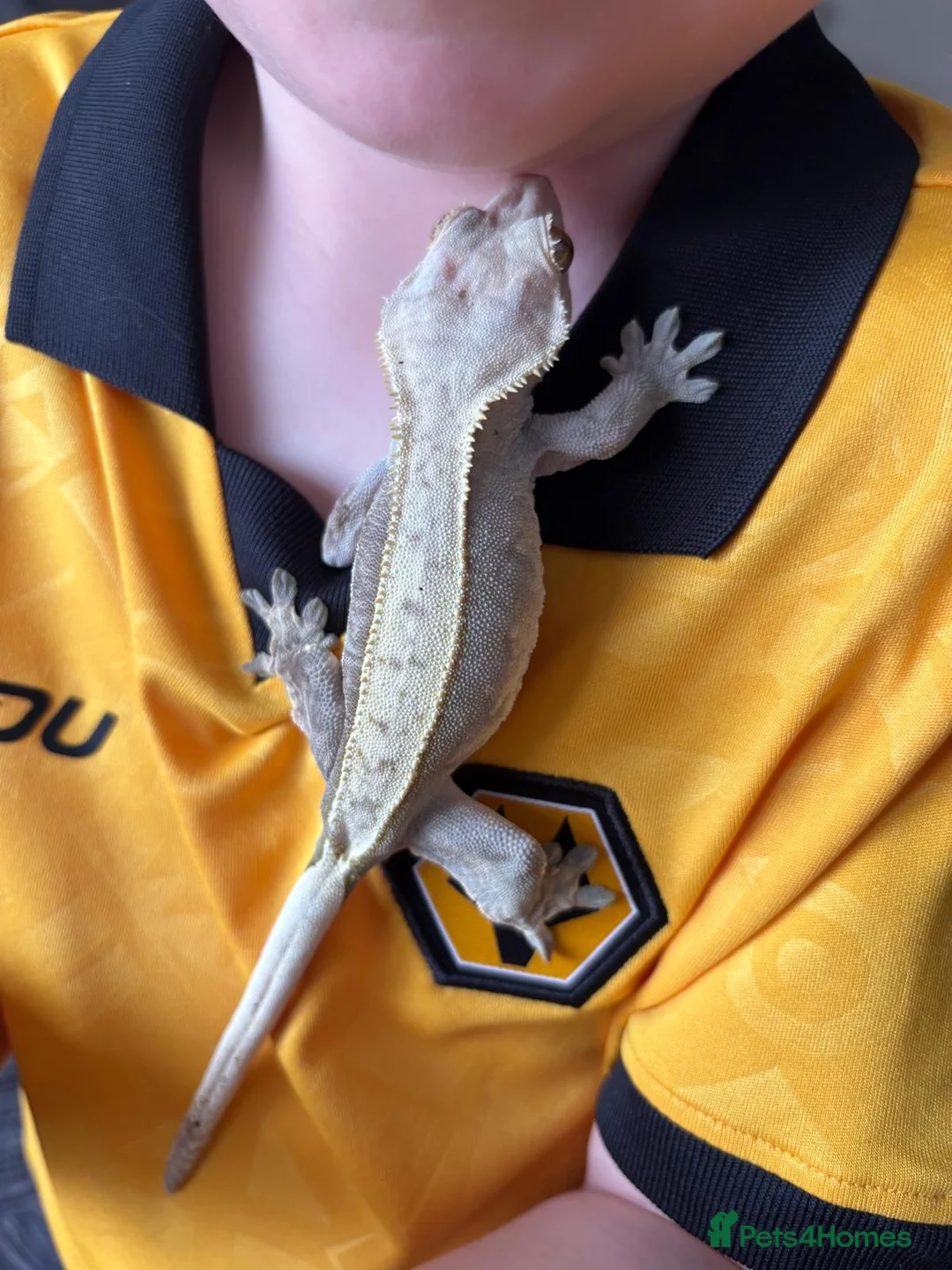 Gecko reptiles for sale: Female crested gecko, complete bio active set up in Stourbridge - Advert 1