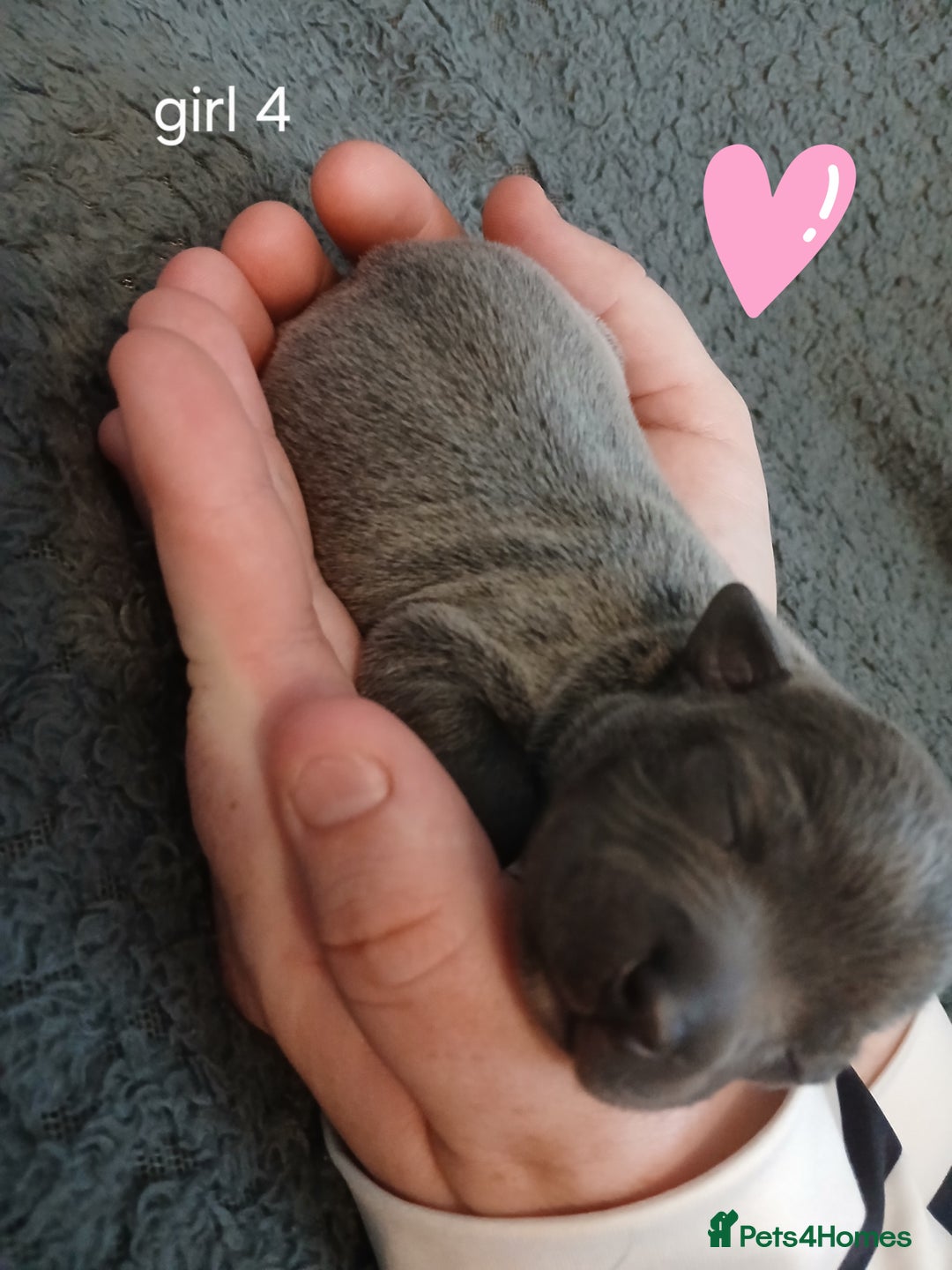 Staffordshire Bull Terrier dogs for sale: Staffordshire bull terrier pups  - Advert 7