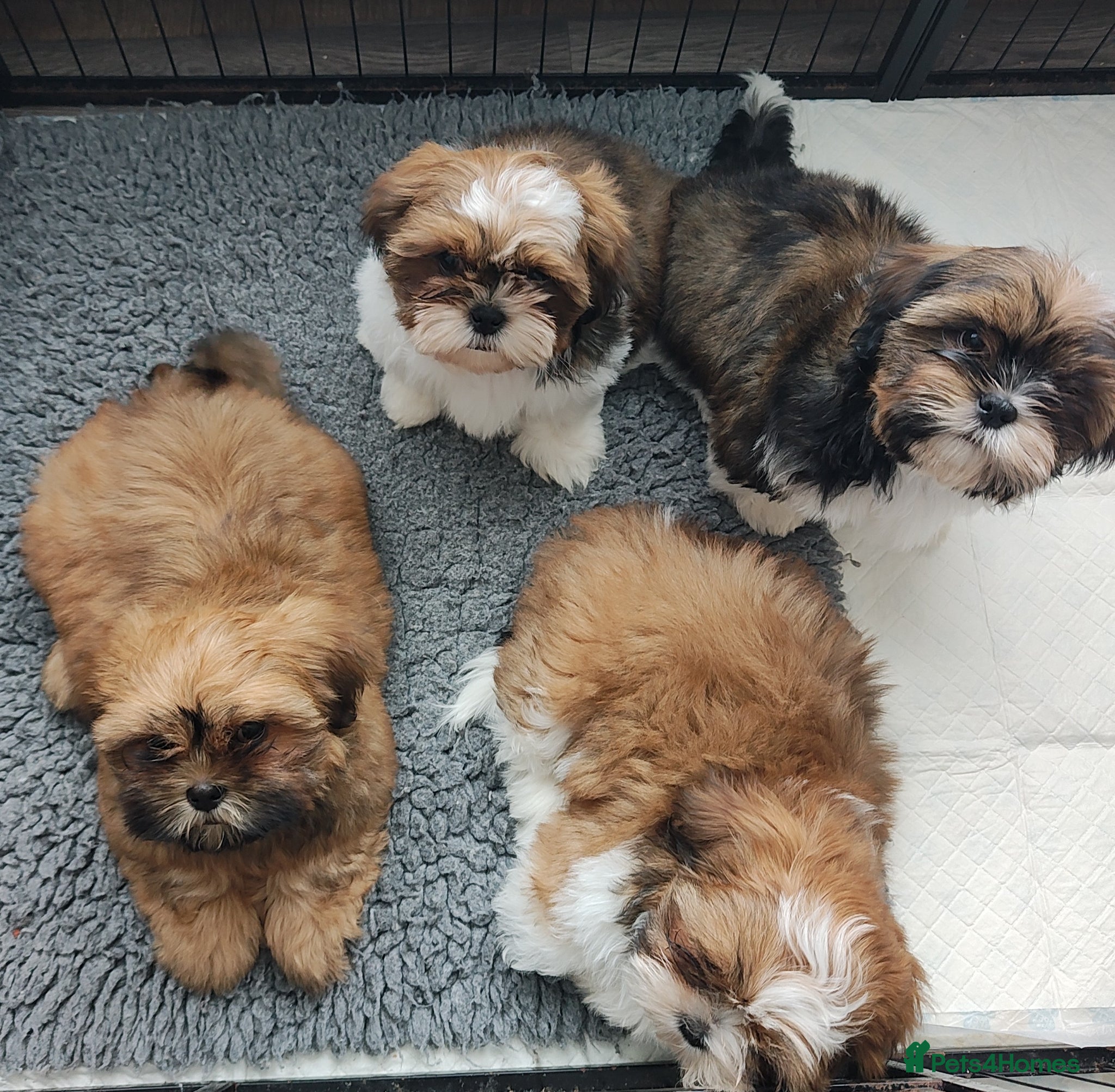 Shih Tzu dogs Shih tzu puppies for sale Only boys left - Advert 9