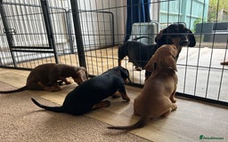 Miniature Dachshund dogs for sale: Miniature Dachshund Pups  in Banbury - Image 32