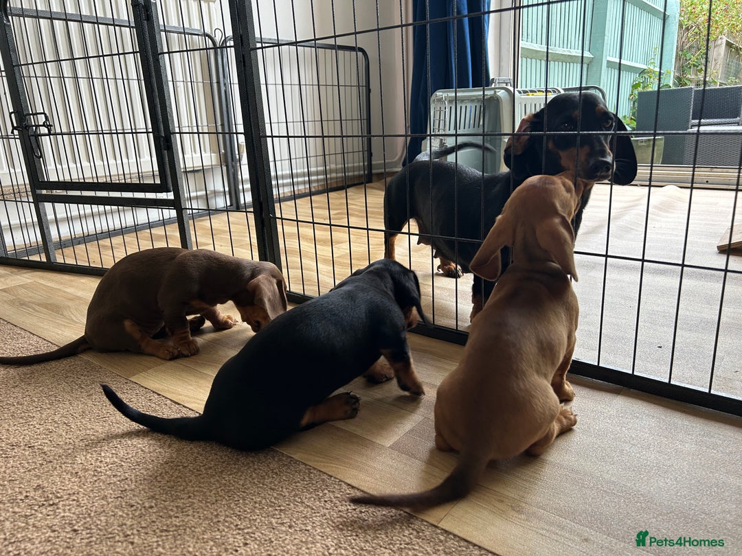 Miniature Dachshund dogs for sale: Miniature Dachshund Pups  in Banbury - Image 32