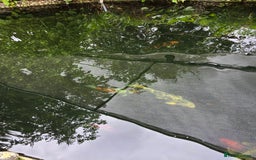 Koi Carp fish for sale: Various large carp available - Pond Closure  - Image 4