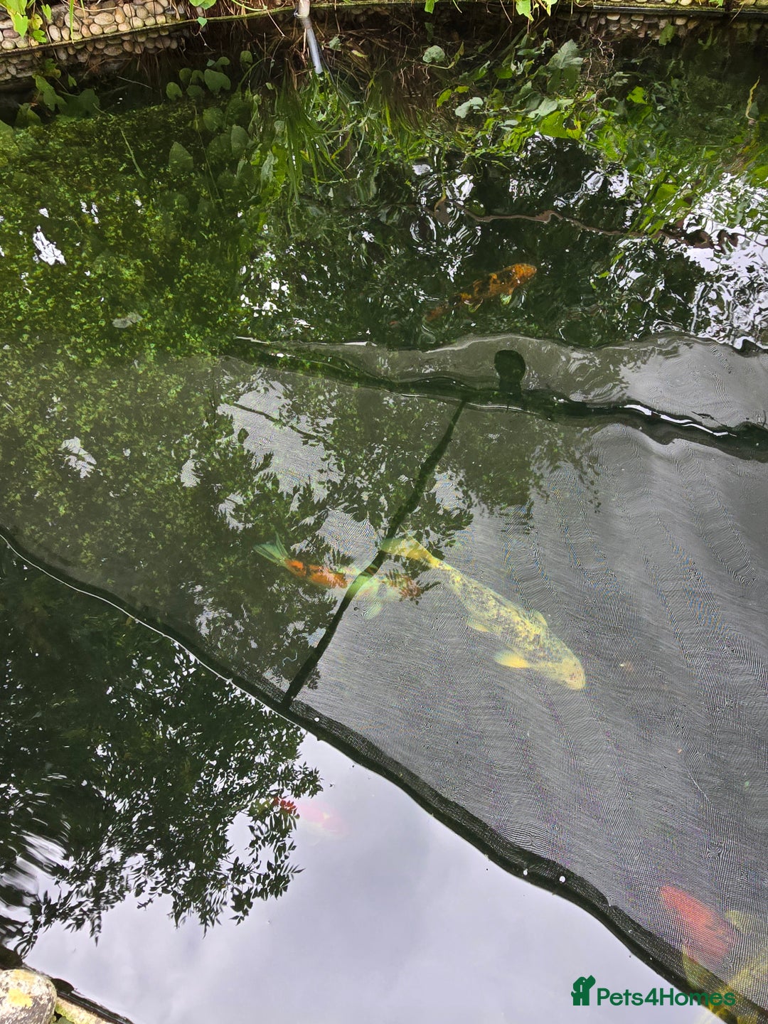 Koi Carp fish for sale: Various large carp available - Pond Closure  - Image 4