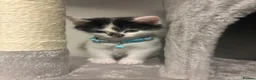 Mixed Breed cats for sale: Kitten for sale - Advert 3
